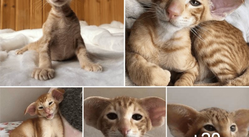 Discovering the Oriental Shorthair Cat: 5 Fascinating Facts.thi