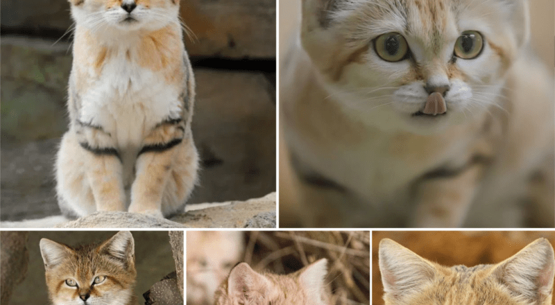 TN. Elusive Sand Cat Kittens Finally Caught on Film in Their Native Wilderness.