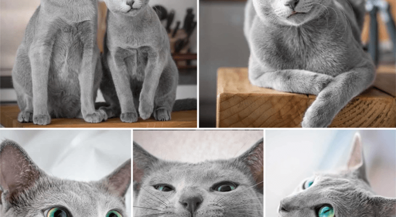 Meet Xafi & Auri: Two Russian Blue Cats With Gorgeous Matching Eyes.thi