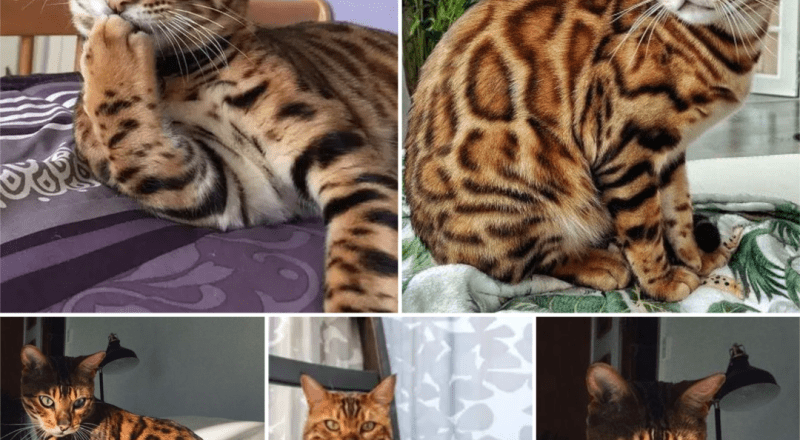 T Meet Coby the cat, the most expensive cat breed in the world.