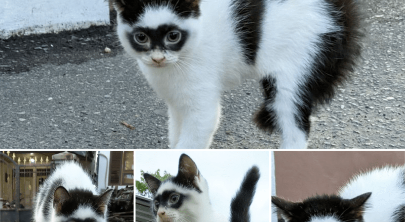 “Mesmerizing Eyes and Unique Charm: A Closer Look at Zorro the Cat”.