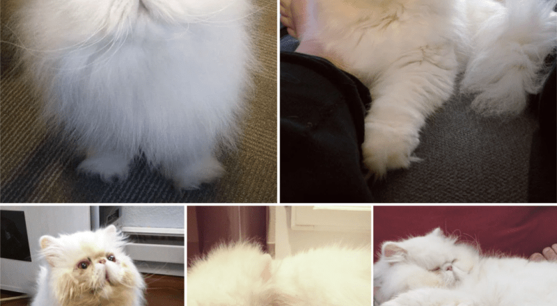 Beautiful Persian Cat, Rescued from Neglectful Breeder, Finally Learns What Love Is!, Brimley is a gorgeous white Persian Cat who was rescued from a neglectful breeder