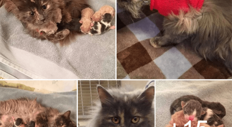 Cat Only Started Eating When She Had Her Kittens, This cat absolutely refused to eat until her kitten were safe