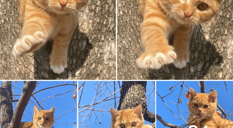 TK Meet The Cute Cat Who Loves To Climb And Sunshine In The Trees.