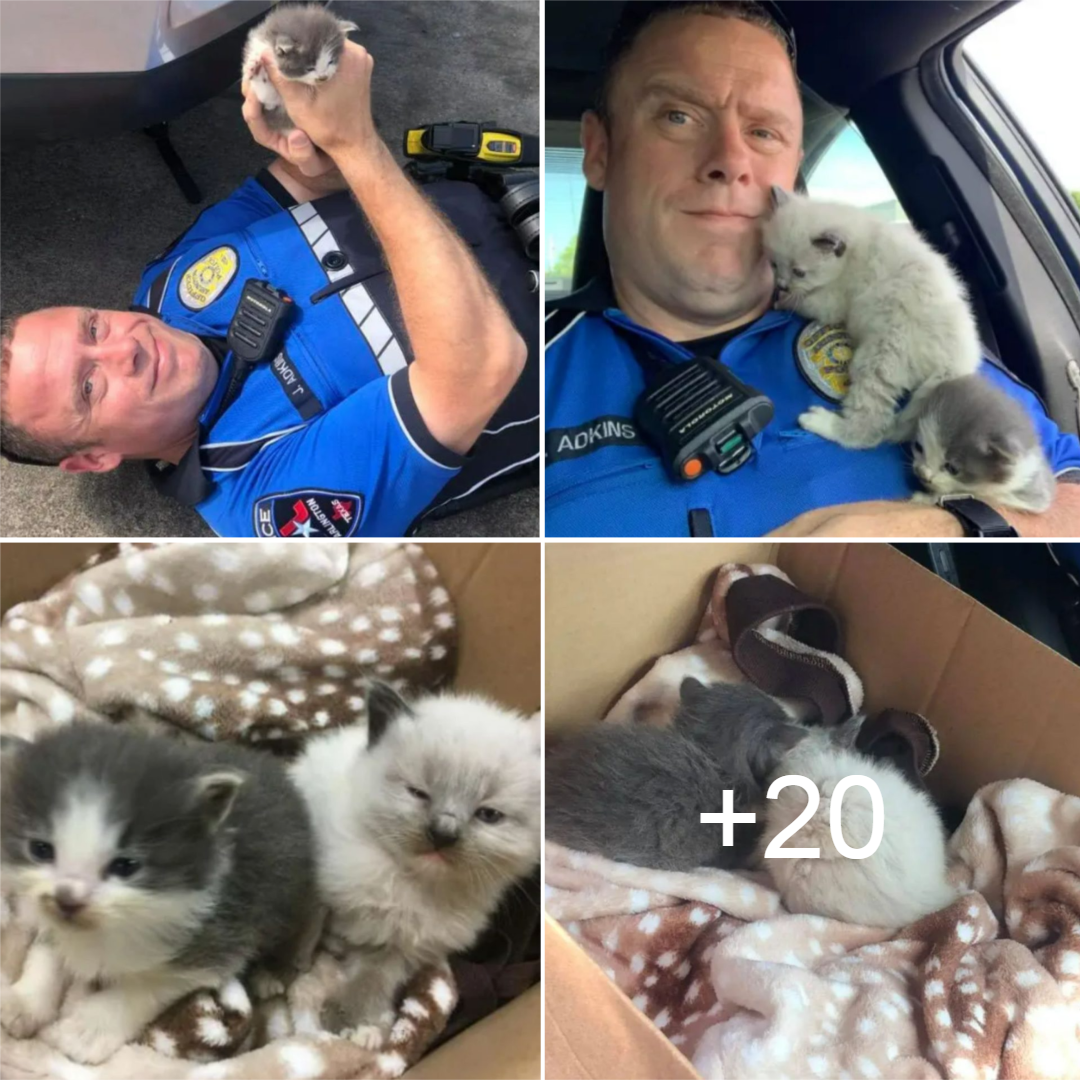 Police Officer Rescues Two Adorable Kittens And They Won’t Stop Cuddling Him