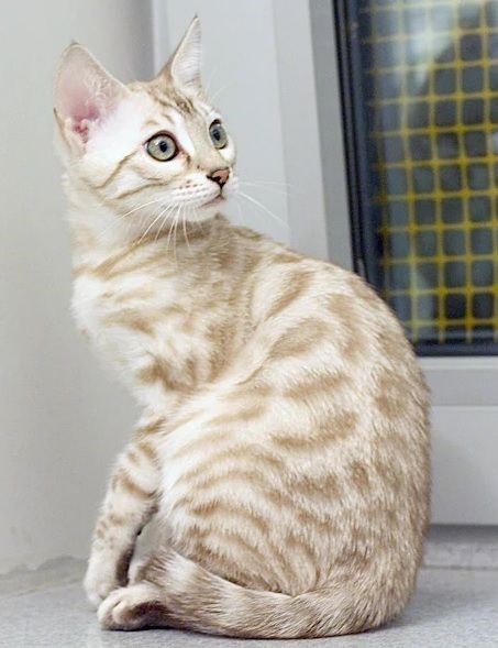 bengal cat - Cat