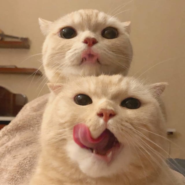 Collection of photos featuring two adorable cats with cute expressions that are currently trending on social media.