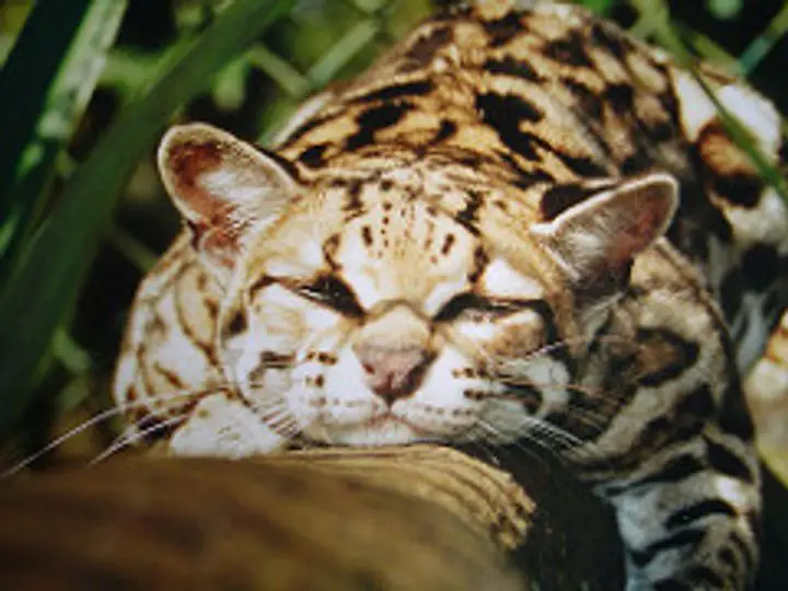 “Scaling the Heights: The Remarkable Tree-Climbing Abilities of the Margay Wild Cat” .thi