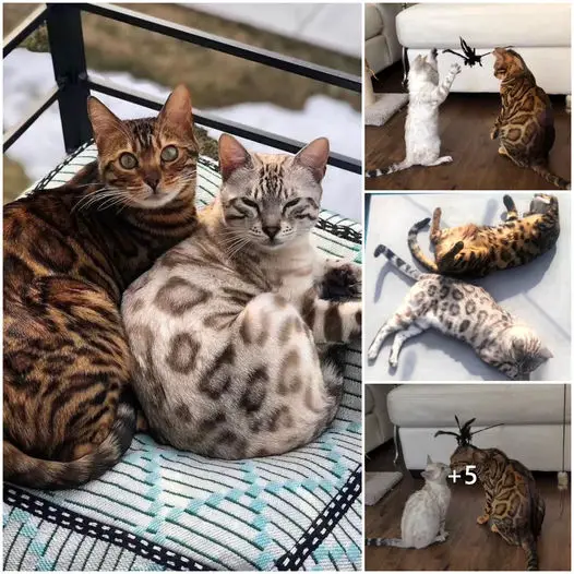 NT. The perfect couple! When two magnificent cats are born destined for each other