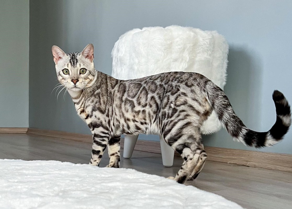 silver bengal cat