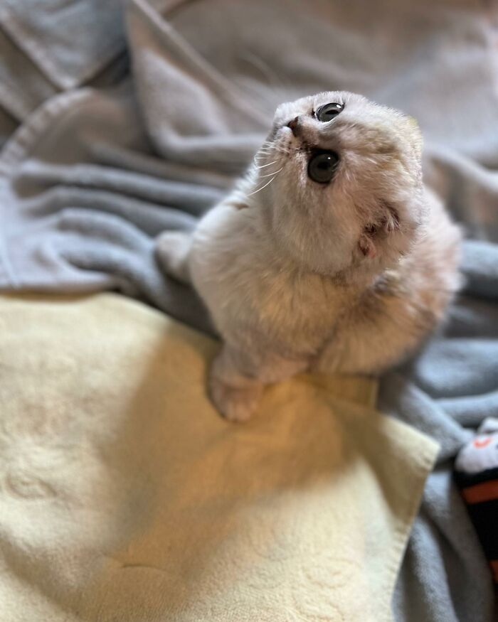 Meet Mochi, A Munchkin Cat Who Got Another Chance At Life And Found A Forever Home After Losing Her Leg, Tail, And Both Ears