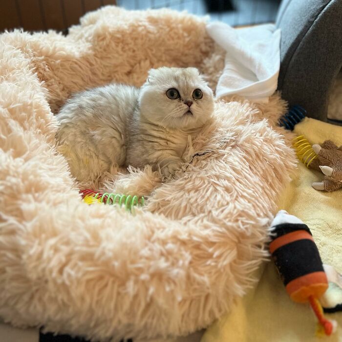 Meet Mochi, A Munchkin Cat Who Got Another Chance At Life And Found A Forever Home After Losing Her Leg, Tail, And Both Ears