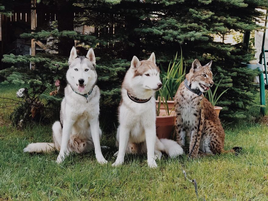 I Adopted Two Lynxes From A Fur Farm, Now I Live With 2 Big 'Cats,' 8 Dogs, And 3 Horses