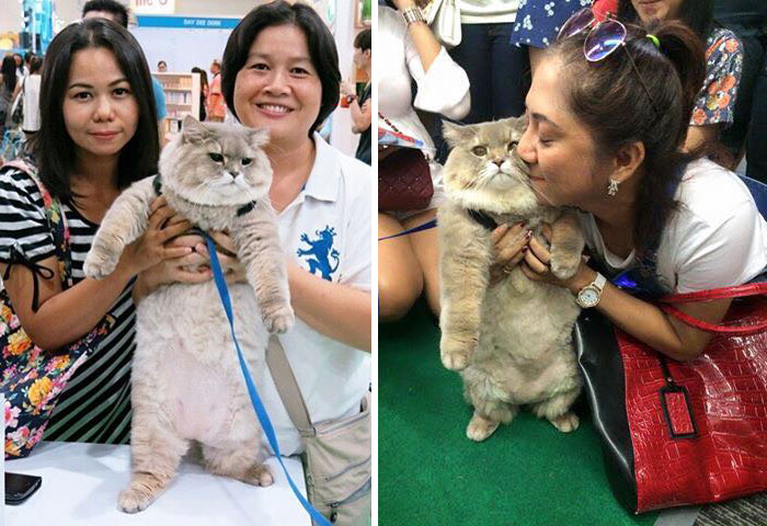 Meet Bone Bone, The Enormous Fluffy Cat From Thailand That Everyone Asks To Take A Picture With