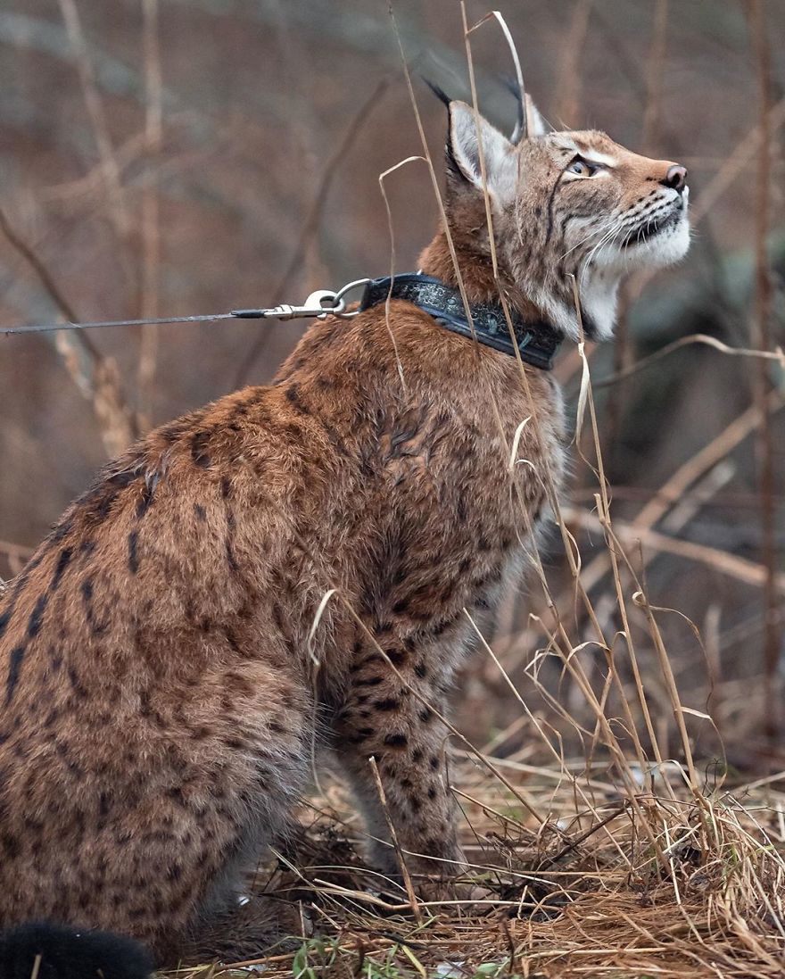 I Adopted Two Lynxes From A Fur Farm, Now I Live With 2 Big 'Cats,' 8 Dogs, And 3 Horses