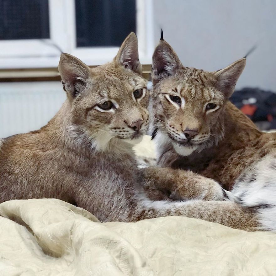 I Adopted Two Lynxes From A Fur Farm, Now I Live With 2 Big 'Cats,' 8 Dogs, And 3 Horses