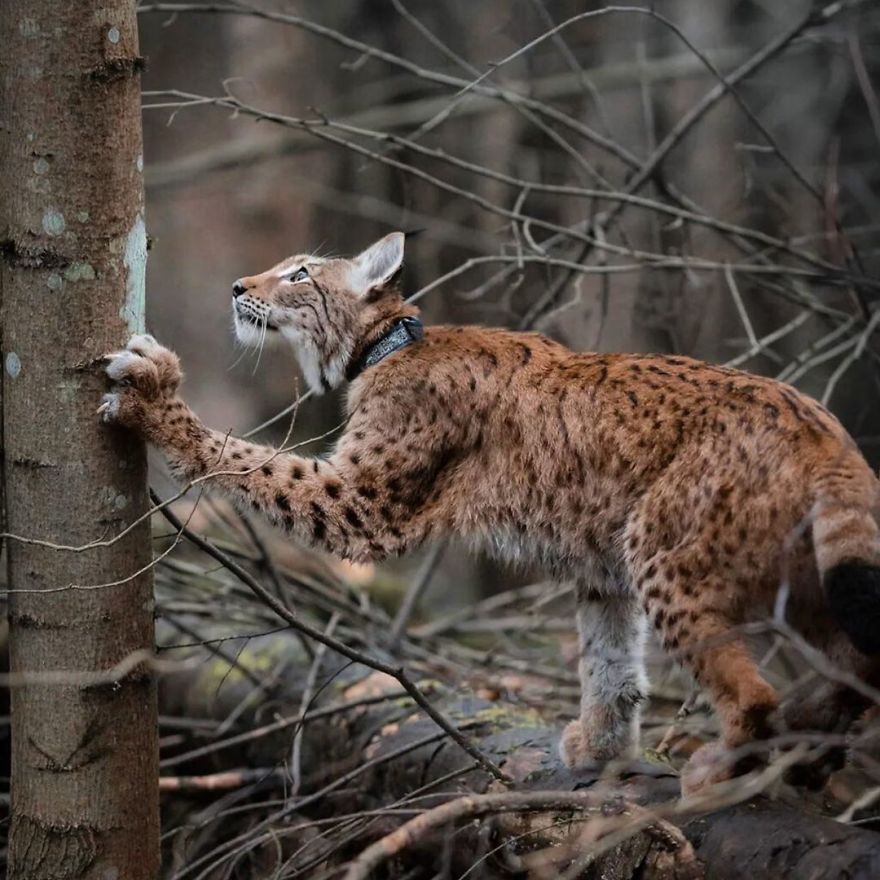 I Adopted Two Lynxes From A Fur Farm, Now I Live With 2 Big 'Cats,' 8 Dogs, And 3 Horses