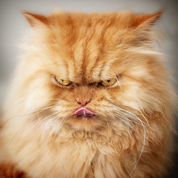 Meet Garfi, The World's Angriest Cat