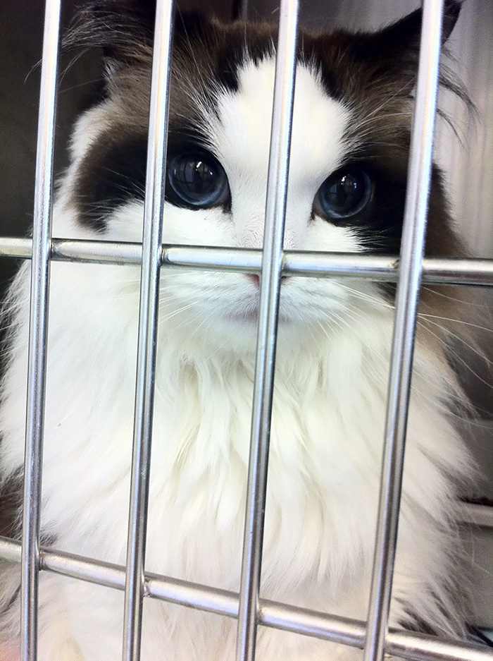 Stunning Ragdoll Cat Mimi