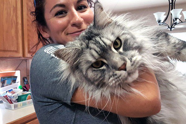 woman maine coon cat