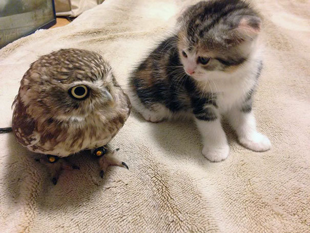 Kitten And Owlet Become Best Friends And Nap Buddies