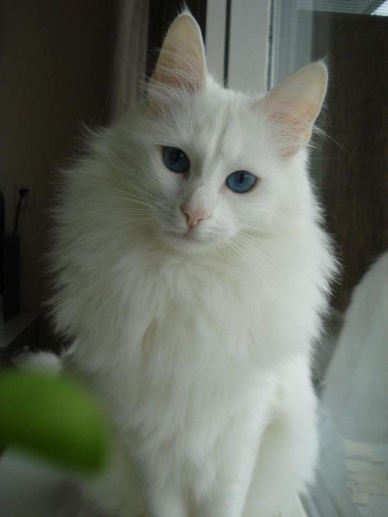 10 Most Beautiful Cat Breeds You're Going To Love