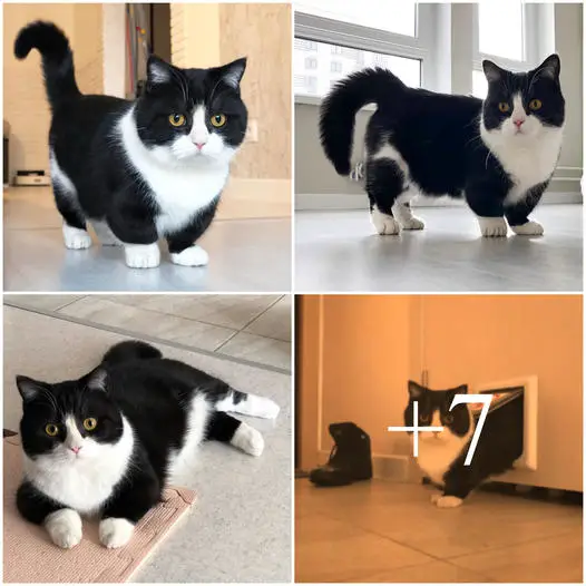 “Introducing Manchester: The Chunky, Short-Legged Cat Who’s Winning Hearts on Social Media with Irresistible Charm”.S08