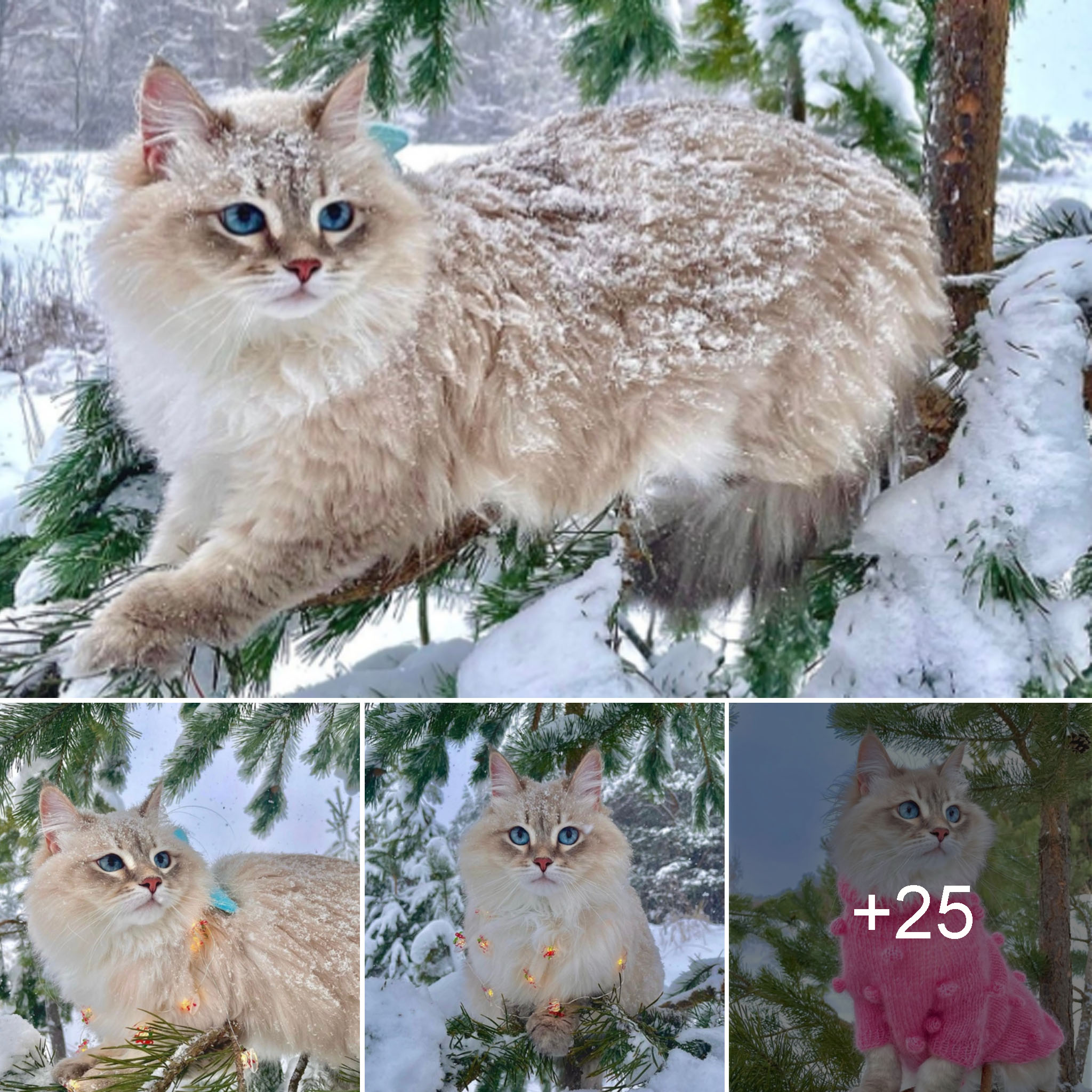 Capture adorable moments of Siberian cats that melt millions of hearts.thi