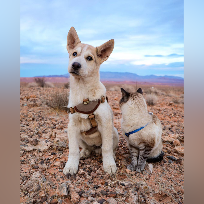 After Heartbreaking Loss of Henry, Baloo the Cat Chooses New Adventures with Pan the Puppy - Content4Mix