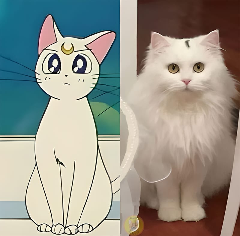 Cat like Sailor Moon helps adopted girl overcome life events