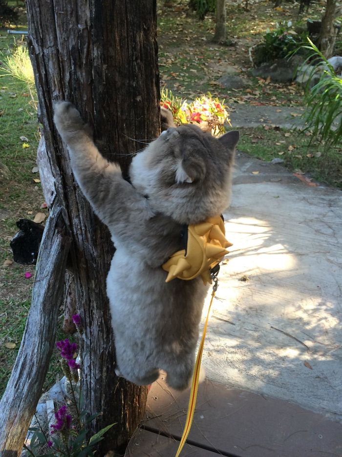 Meet Bone Bone, The Enormous Fluffy Cat From Thailand That Everyone Asks To Take A Picture With