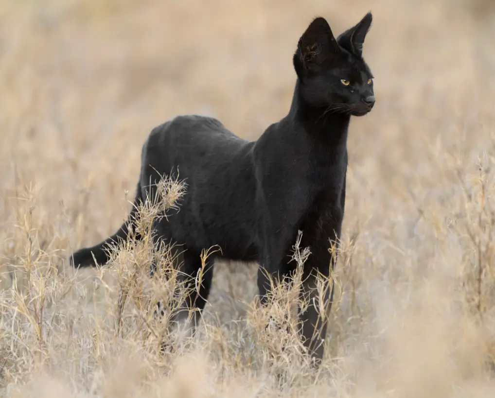 Discover the legendary African black cat with its captivating appearance.thi