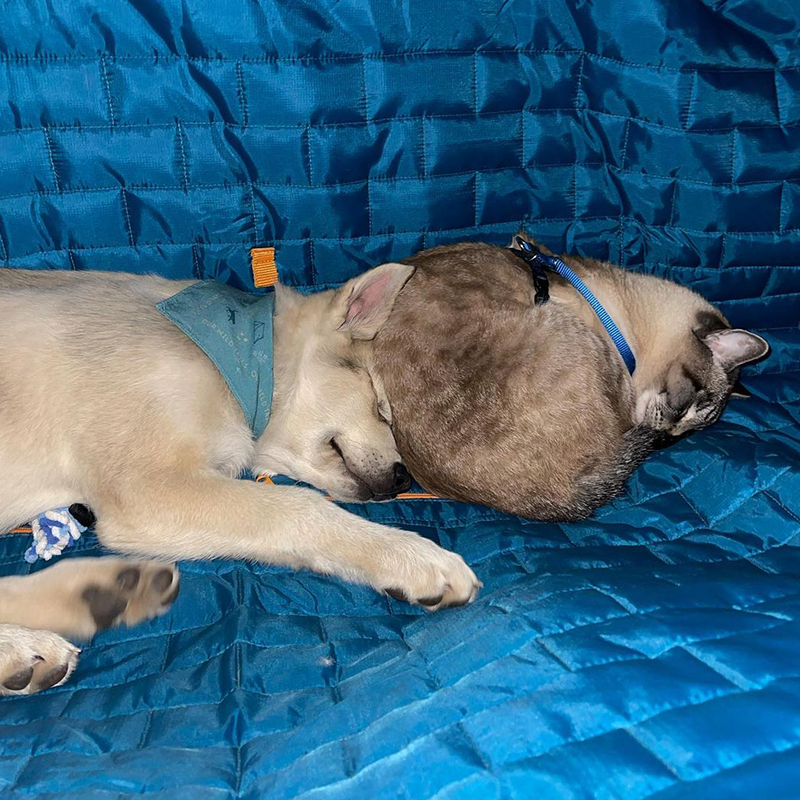 After Heartbreaking Loss of Henry, Baloo the Cat Chooses New Adventures with Pan the Puppy - Content4Mix