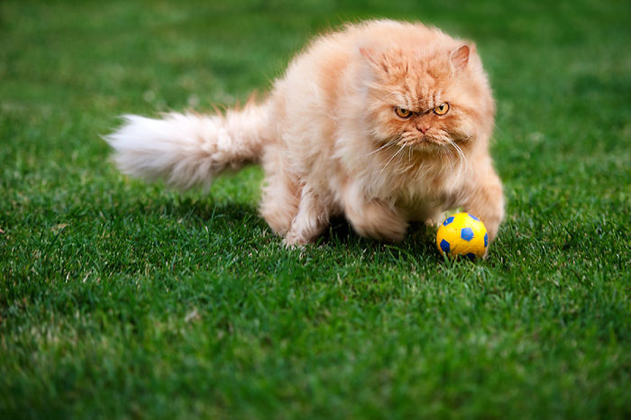 Meet Garfi, The World's Angriest Cat