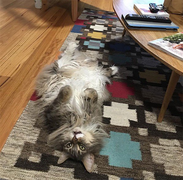 maine coon rug