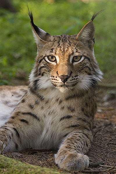 Alpine Wildlife Notes: Eurasian Lynx - White Marmotte