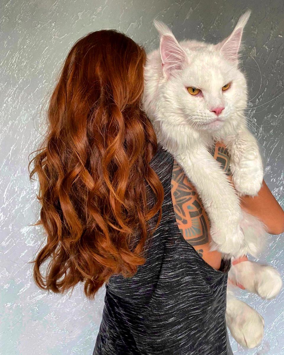 Meet Kefir, the most popular Maine Coon cat in Russia (PHOTOS) - Russia  Beyond