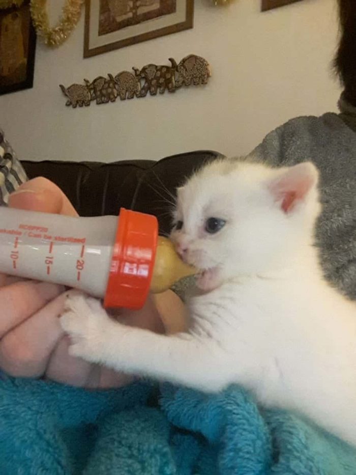 They May Not Be Blood Brothers, But These Two Rescued Kittens Were Meant To Be Family