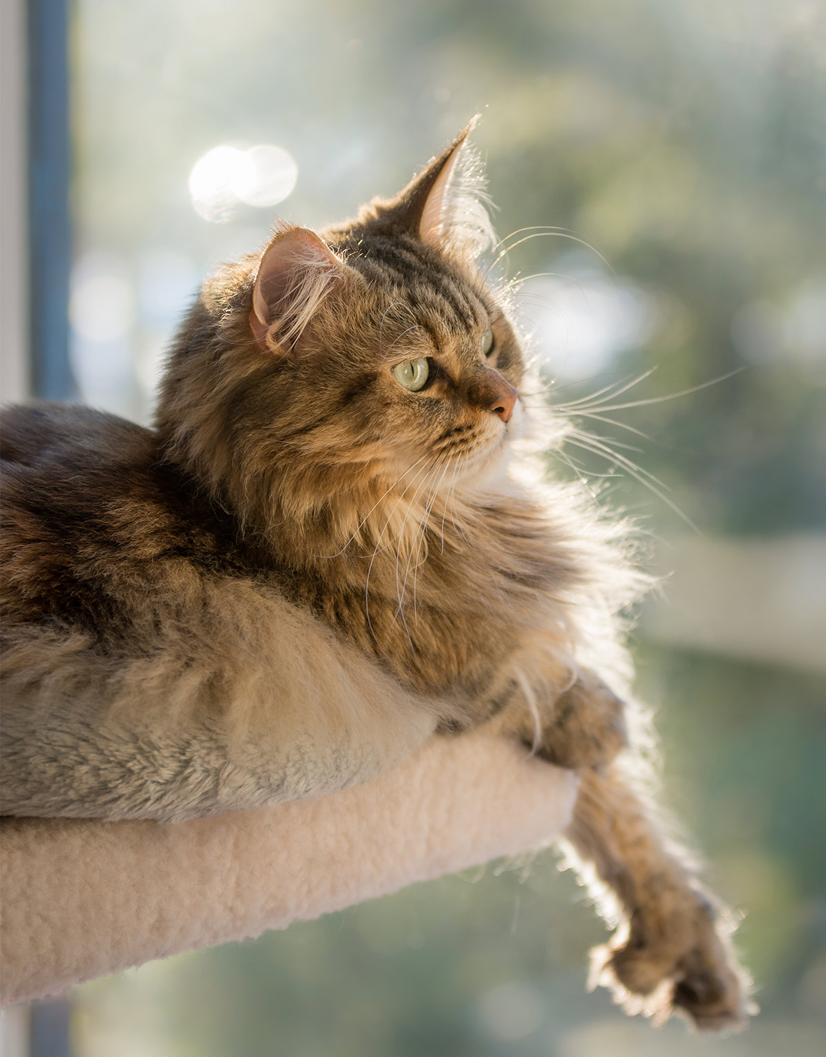 Pictures of Maine Coon Cats paws