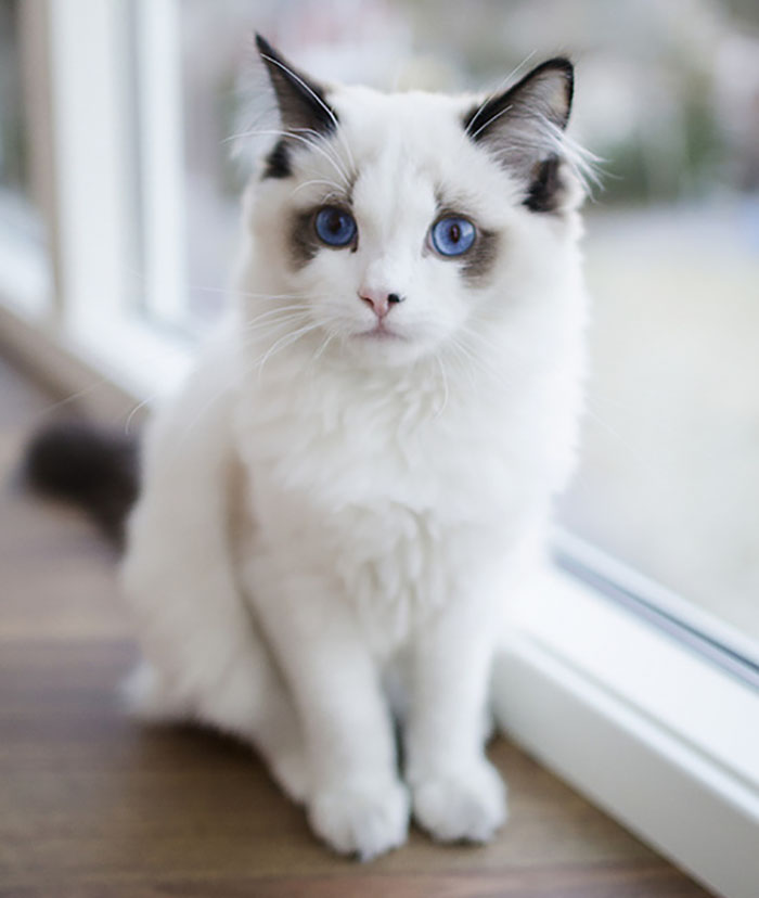 Those Ocean Blue Eyes