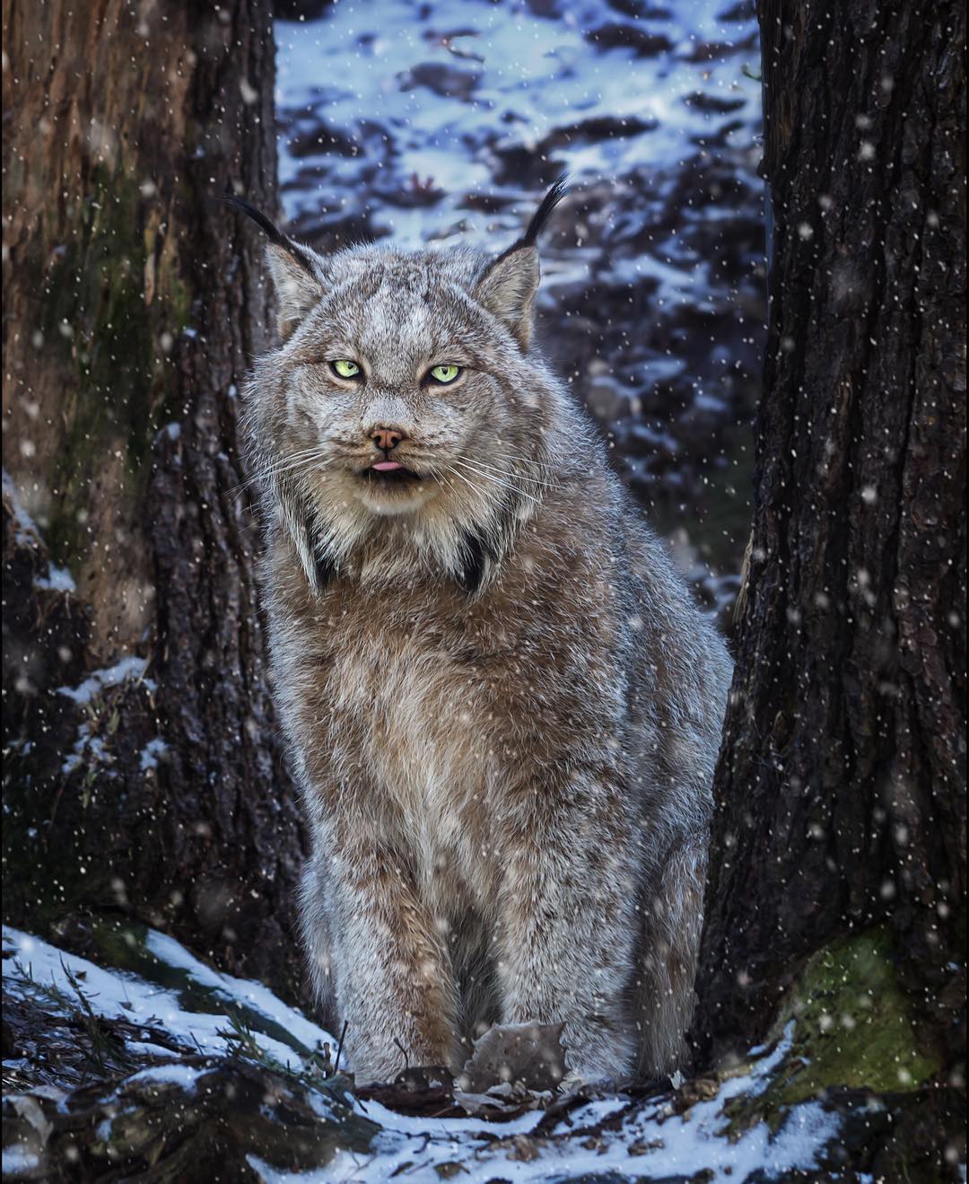 This Is The Canadian Lynx Cat And Its Size Will Shock You