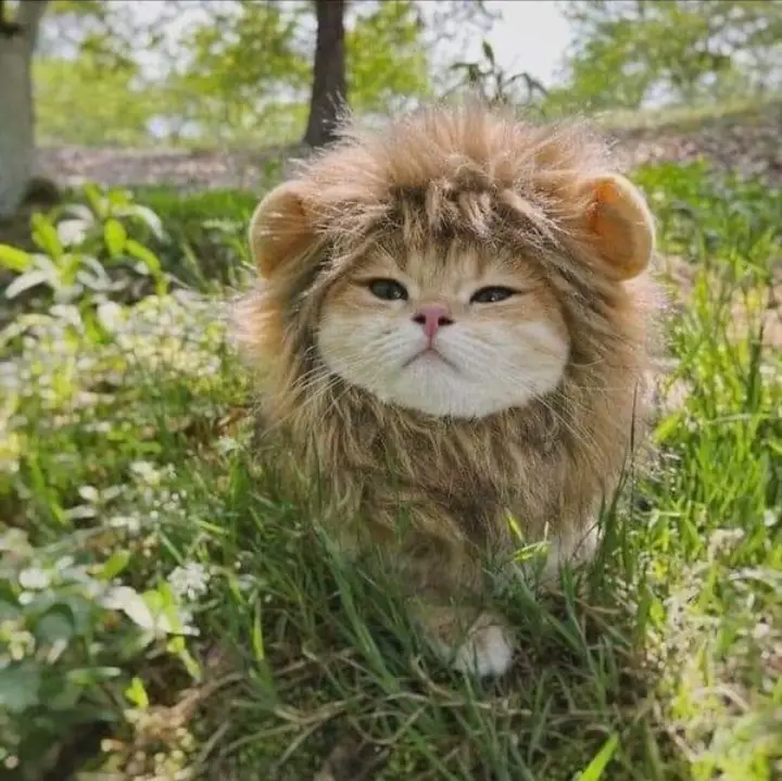 Meet Simba, the kitten with the adorable lion’s mane.thi