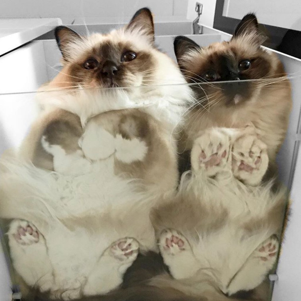 Image result for cats and glass tables