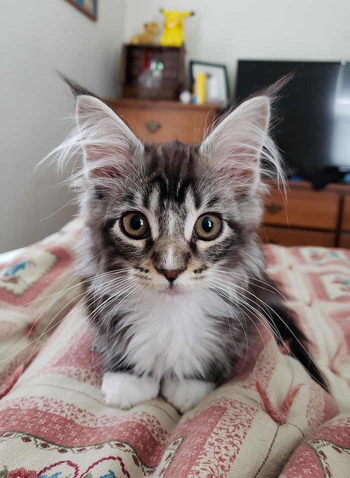 I Wake Up To This Every Morning, She's The Best Maine Coon I Could Ask For