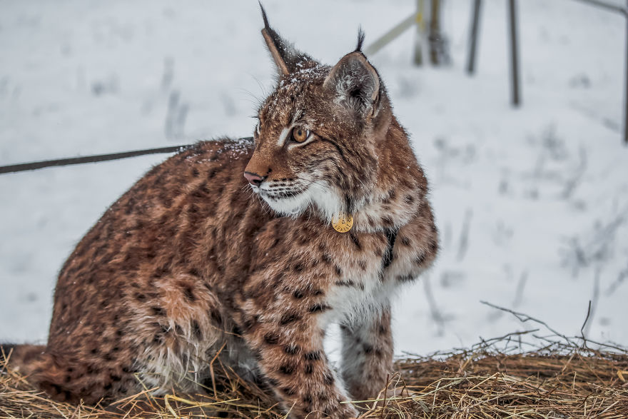 I Adopted Two Lynxes From A Fur Farm, Now I Live With 2 Big 'Cats,' 8 Dogs, And 3 Horses