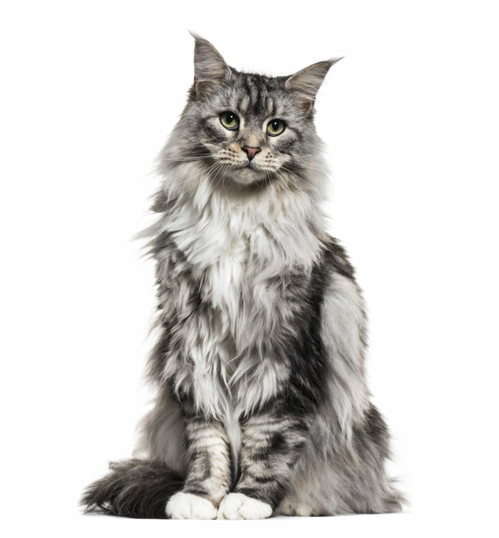 Maine Coon cat