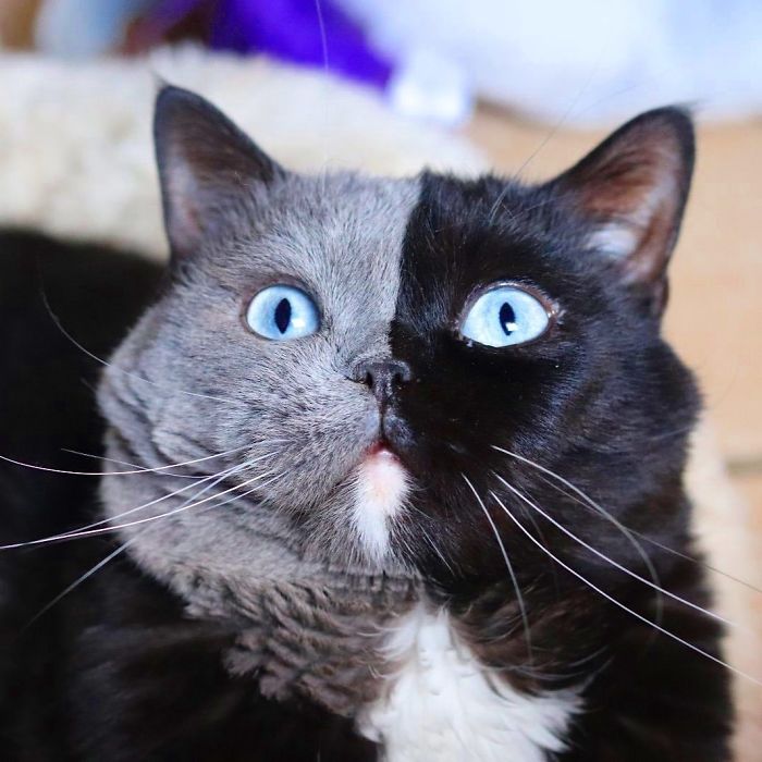 Cat With Split-Colored Face Becomes A Father To Kittens In Each Of His Colors