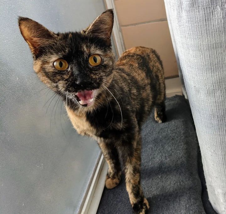 Stray Cat Climbs a Fire Escape to Get into Someone's Home So Her Life Can Change