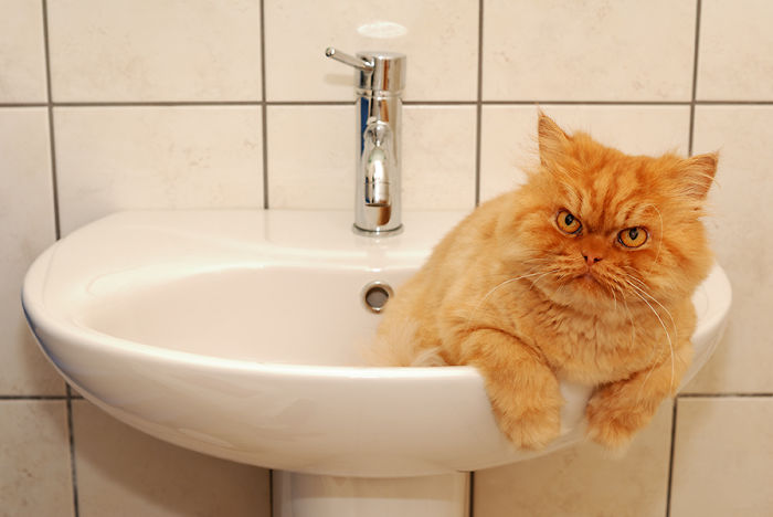 Meet Garfi, The World's Angriest Cat