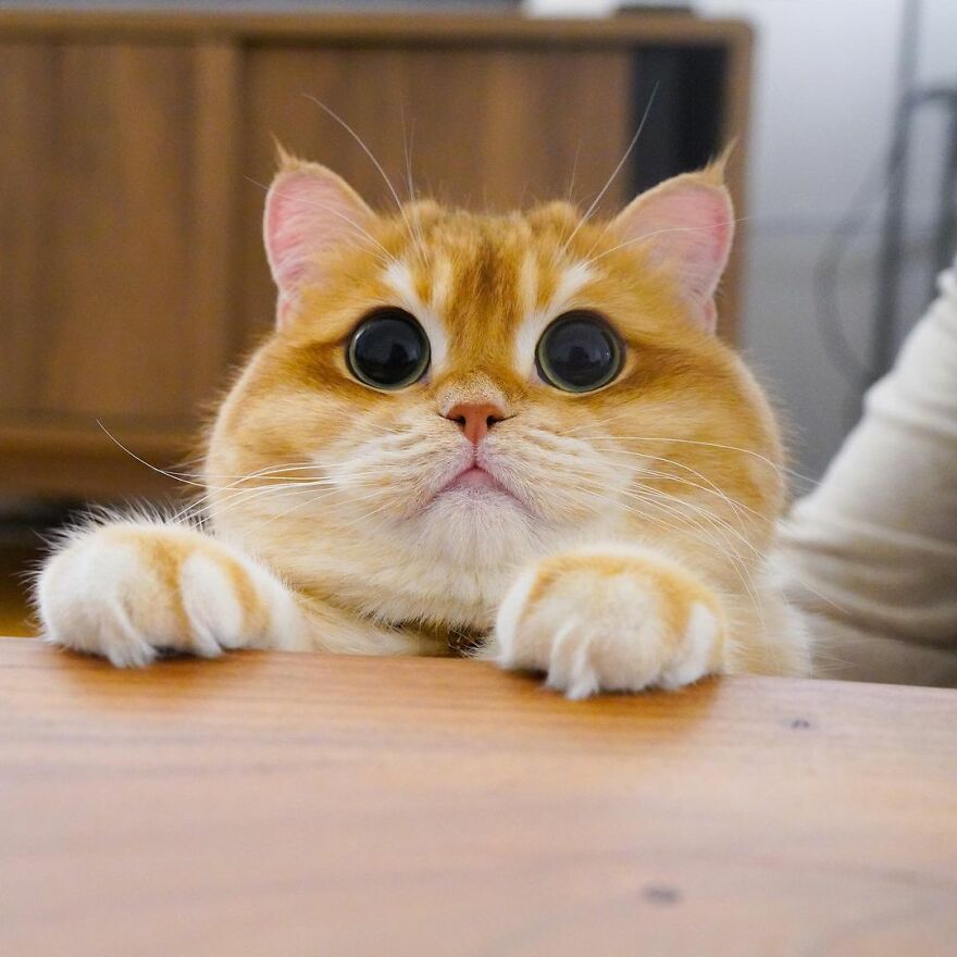 This Adorable Cat Looks Exactly Like Shrek's Puss In Boots, And The Internet Went Nuts For It